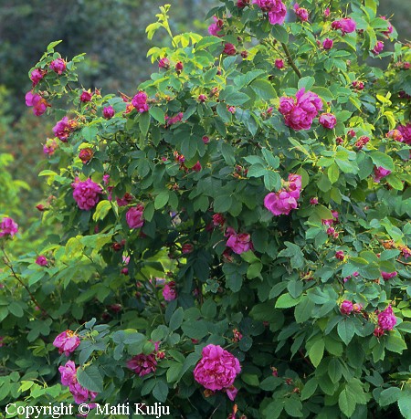Rosa Francofurtana-ryhmä 'Ruustinna' kirkonruusu
